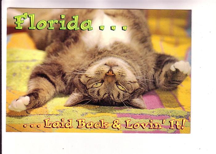 Florida Cat, Laid Back & Lovin' It, Photo Randy Nyberg