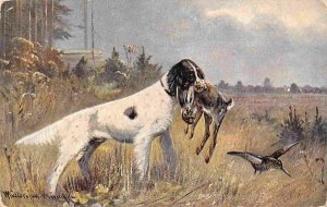 Springer Spaniel Hunting Dog with Hare 1907 Sisson DPO postcard