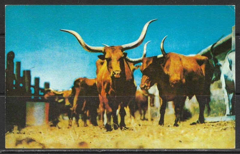 Texas - Original Texas Longhorns - [TX-071]