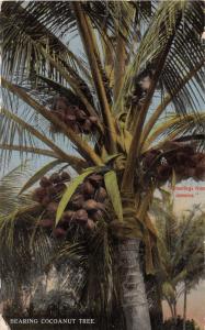 JAMAICA BEARING COCOA TREE~LOT OF 2 DUPERLY & SON PUBL POSTCARDS 1910s