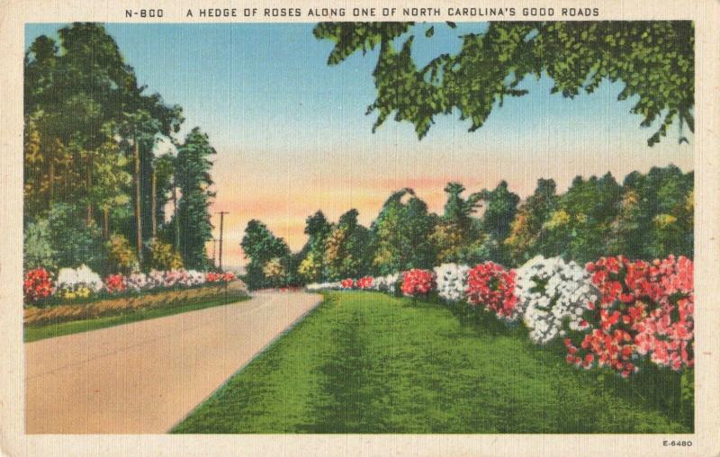 Postcard Hedge of Rose Along Road North Carolina