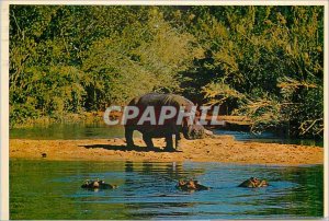 Postcard Modern South Africa Hippopotamus These animals are extremely good an...