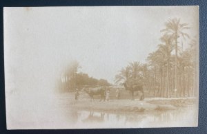 Mint Egypt Real Picture Postcard Traditional Camel Scene