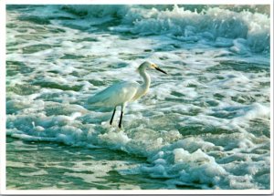 Postcard FL - Snowy egret on Florida beach