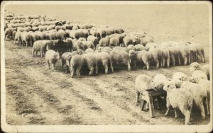 Powell WY Feeding Sheep c1910 Real Photo Postcard