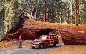 Tunnel Tree Sequoia National Park CA