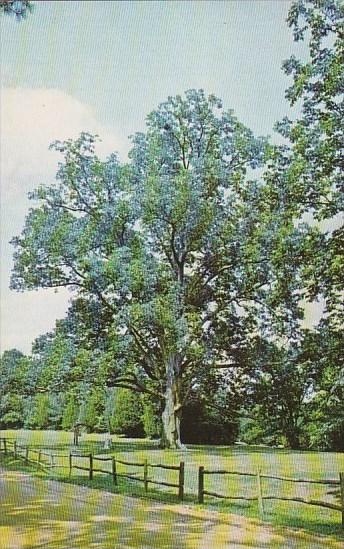 Tennessee Lexington World's :argest Pecan Tree Natchez Trace State Park