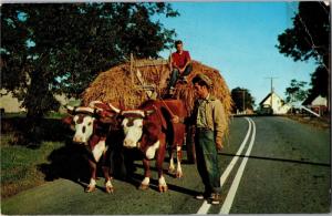 Oxen on the Road, Western Nova Scotia Canada Vintage Postcard I01