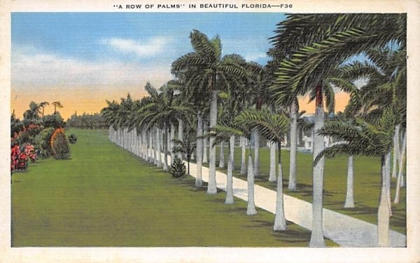 A Row of Palms in Beautiful FL, USA Misc, Florida