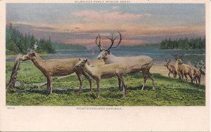 Newfoundland Caribou, NL Canada Interest, Milwaukee WI Public Museum 1920