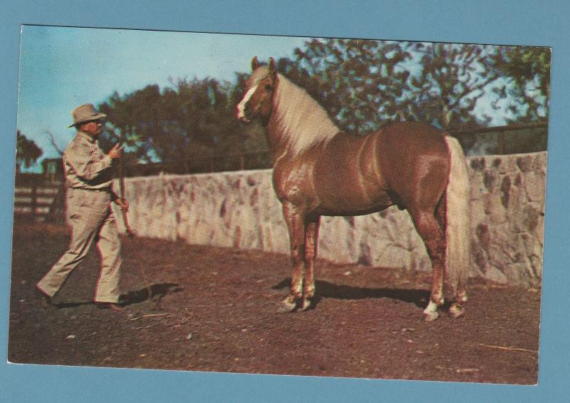 Beautiful Palomino Horse With Trainer / Groom Equine Post Card