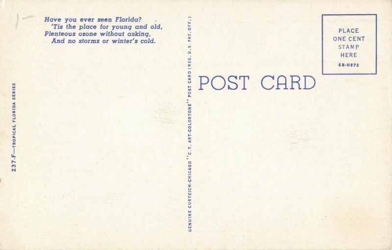 Postcard Royal Arch Oak Florida