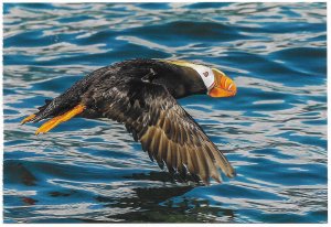 US mint card - Alaska - Tufted Puffin - Glacier Bay National Park.