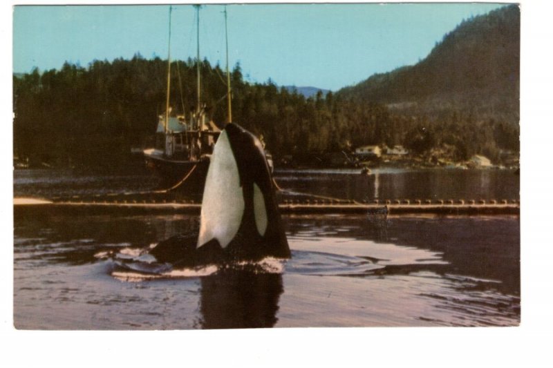 Killer Whale, Garden Bay Pender Harbour, British Columbia,