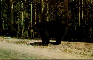 Black Bear Our Hitchhkers Here Wear Fur Coats