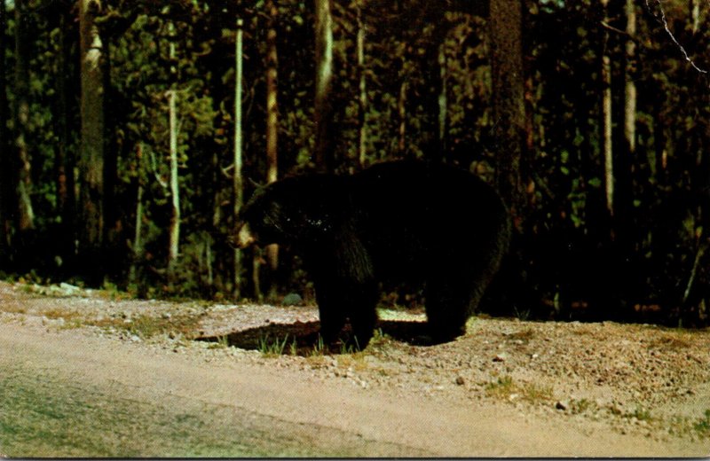 Black Bear Our Hitchhkers Here Wear Fur Coats