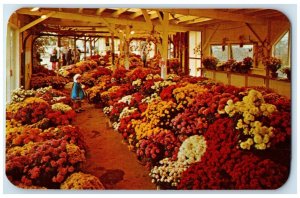 1960 Flowers Garden Mums Farm & Paschke North East Pennsylvania Vintage Postcard