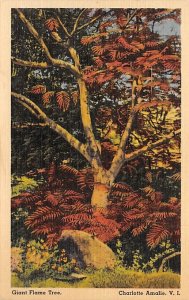 Giant Flame Tree Saint Thomas Virgin Islands Postcard