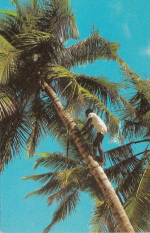 Jamaica Native Climbing Coconut Tree For Drink