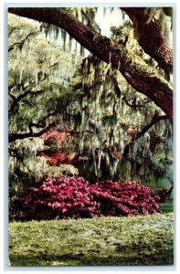 View Of Middleton Gardens Landscape The Garden Club Charleston SC Postcard