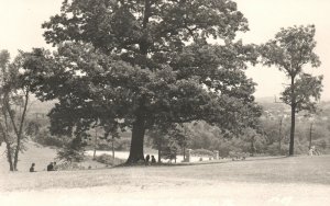 Vintage Postcard Park & Lake Recreational Area Big Tree Picnic Place RPPC Photo