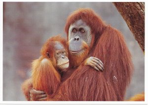 US Exotic Wildlife  Unused - Sumatron Orangutan.  Beautiful.