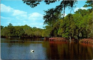 Norch Carolina Wilmington Airlie Gardens Swan On The lake