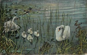 Birds & poultry topical vintage postcard swan family on lake 1908