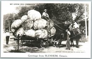 BLENHEIM ONTARIO CANADA EXAGGERATED CABBAGES VINTAGE REAL PHOTO POSTCARD RPPC