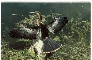 US    PC2983  ANHINGA, EVERGLADES NATIONAL PARK, FL