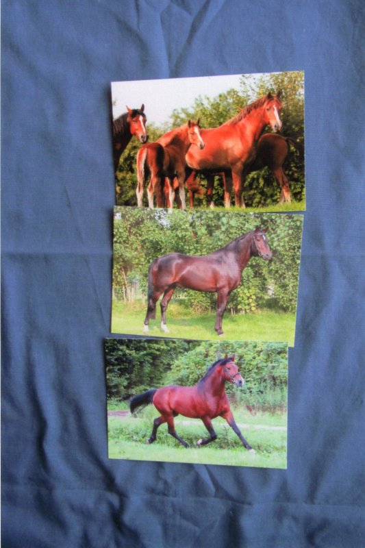 Three Horse Irene Hohe Postcards, Riding Ponies, Horses, Mares, Foals, Stallions