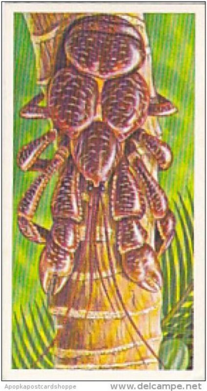 Brooke Bond Vintage Trade Card Incredible Creatures 1986 No 21 Robber Crab