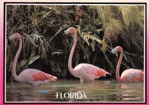 BG13864 graceful flamingos feding in tropical florida  bird oisseaux  usa