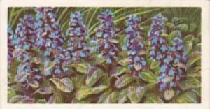 Brooke Bond Tea Trade Card Wild Flowers No 13 Bugle