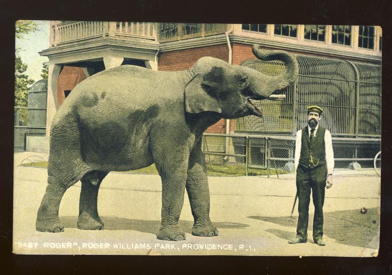 Providence, Rhode Island/RI Postcard, Baby Roger Elephant, Roger Williams Park