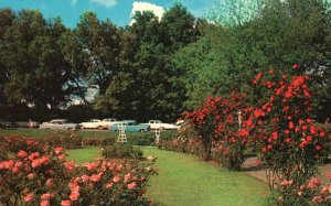 Vintage Postcard Rose Gardens Overton Park Memphis Tennessee Bluff City News Pub