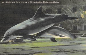 Mother and Baby Porpoise at Marine Studios - Marineland, Florida FL  