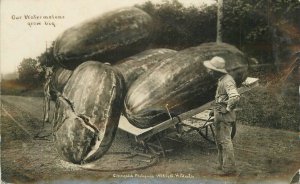 Postcard C-1910 Martin Exaggeration Watermelon farming Cart North 23-2068