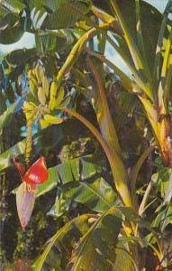 Banana Tree Growing In Florida Note How Bananas Grow Upwards Miami Florida