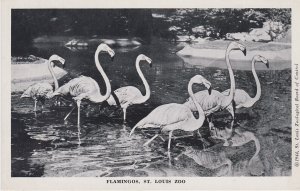Missouri St Louis Zoo Flamingos