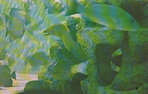 Florida St Augustine Green Moray Eel Marine Studios