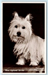RPPC  WEST HIGHLAND WHITE TERRIER Dog Portrait ~ Guy Withers Photo Postcard