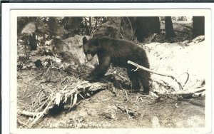 RPPC: Washington Native Bear Cub. used, Ellis #391 (PC1261)