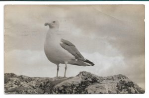 Gull on a Rock - by W.P. Brewer - RPPC