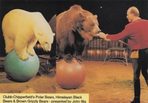 Chipperfield's Polar Bear On Stand Trainer Advertising PB Postcard Photo