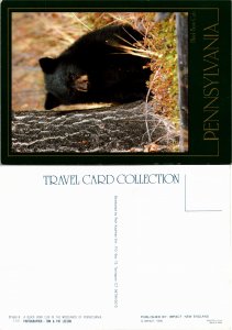 Black Bear Cub, Pennsylvania (23636