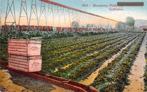 Strawberry Fields California, USA Farming Writing on back 