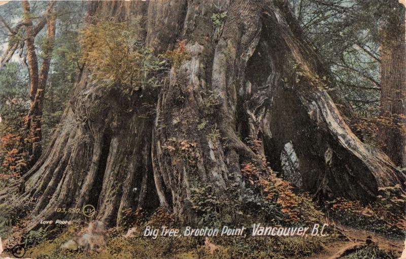 VANCOUVER BRITISH COLUMBIA CANADA BROCKTON POINT~BIG TREE~CHARLTON POSTCARD 1912