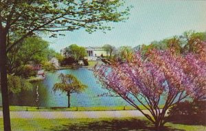 Ohio Cleveland Flowering Cherries In Fine Arts Garden Of The Cleveland Museum...