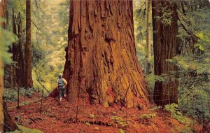 Redwoods in CA Oakland CA